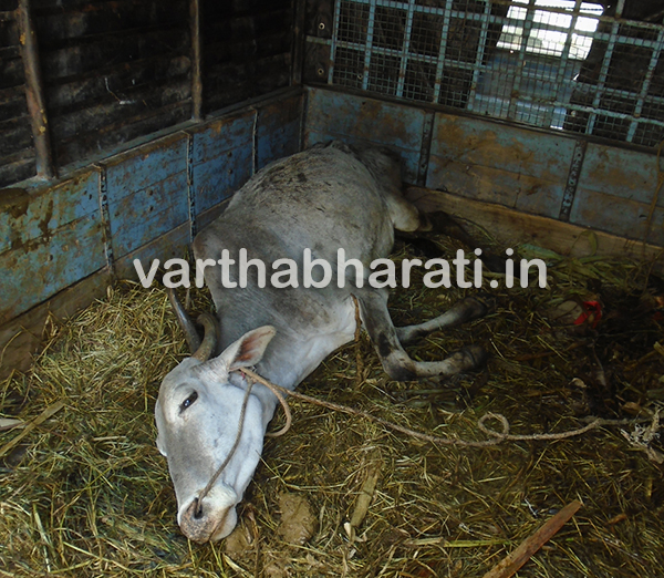 ಉಪ್ಪಿನಂಗಡಿ: ಅಕ್ರಮ ಜಾನುವಾರು ಸಾಗಾಟ - ಇಬ್ಬರ ಬಂಧನ